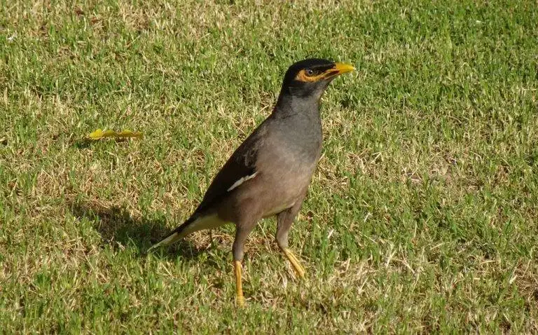 The Role of Political Parties in Shaping City Elections