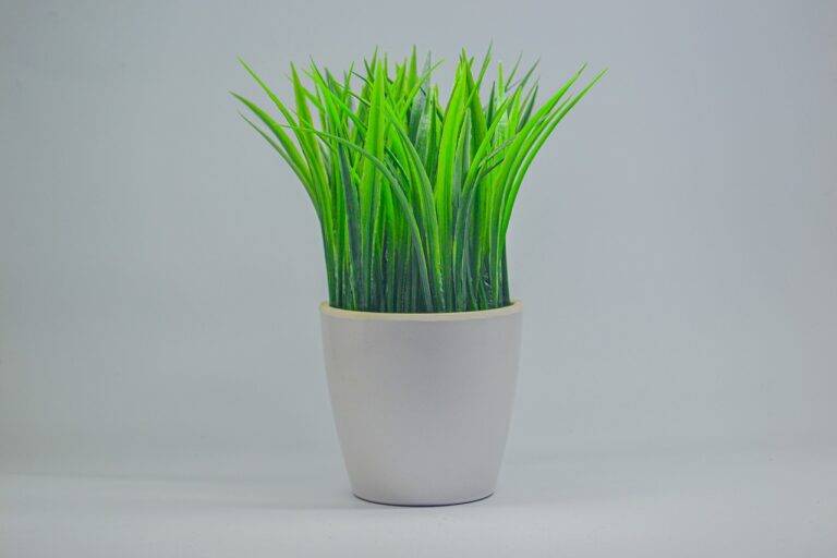 Creating a Hummingbird-Friendly Garden: Attracting and Supporting These Tiny Birds